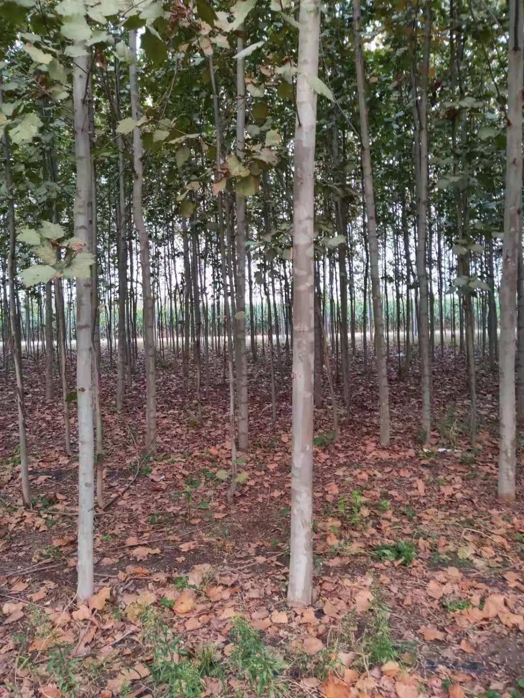  速生法桐