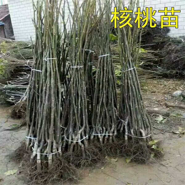 薄皮核桃苗  嫁接纸皮核桃苗8518薄壳香玲核桃果树苗南北方种植文玩结果树