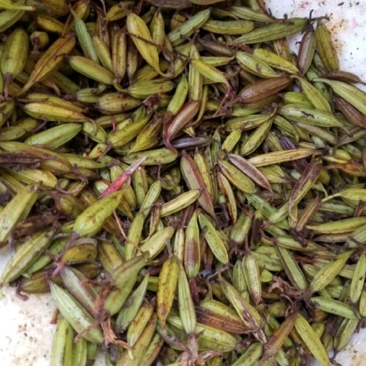 思茅 紫花三叉白芨种子 当年新籽 基地直销 提供种植技术指导