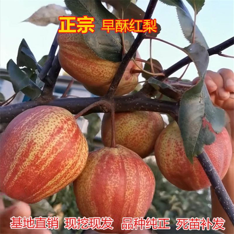  嫁接早酥红梨树苗 早酥红梨树苗 当年结果