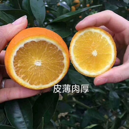 兴安县香蜜橙 新货上市高山果