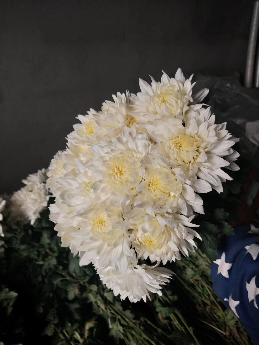  基地菊花批发