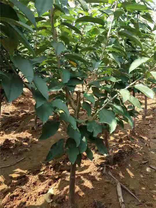 樱桃苗 黄蜜 俄罗斯8号樱桃 品种纯 包成活 死苗补发