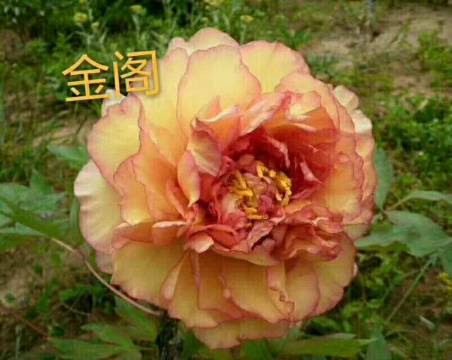 菏泽 牡丹金阁