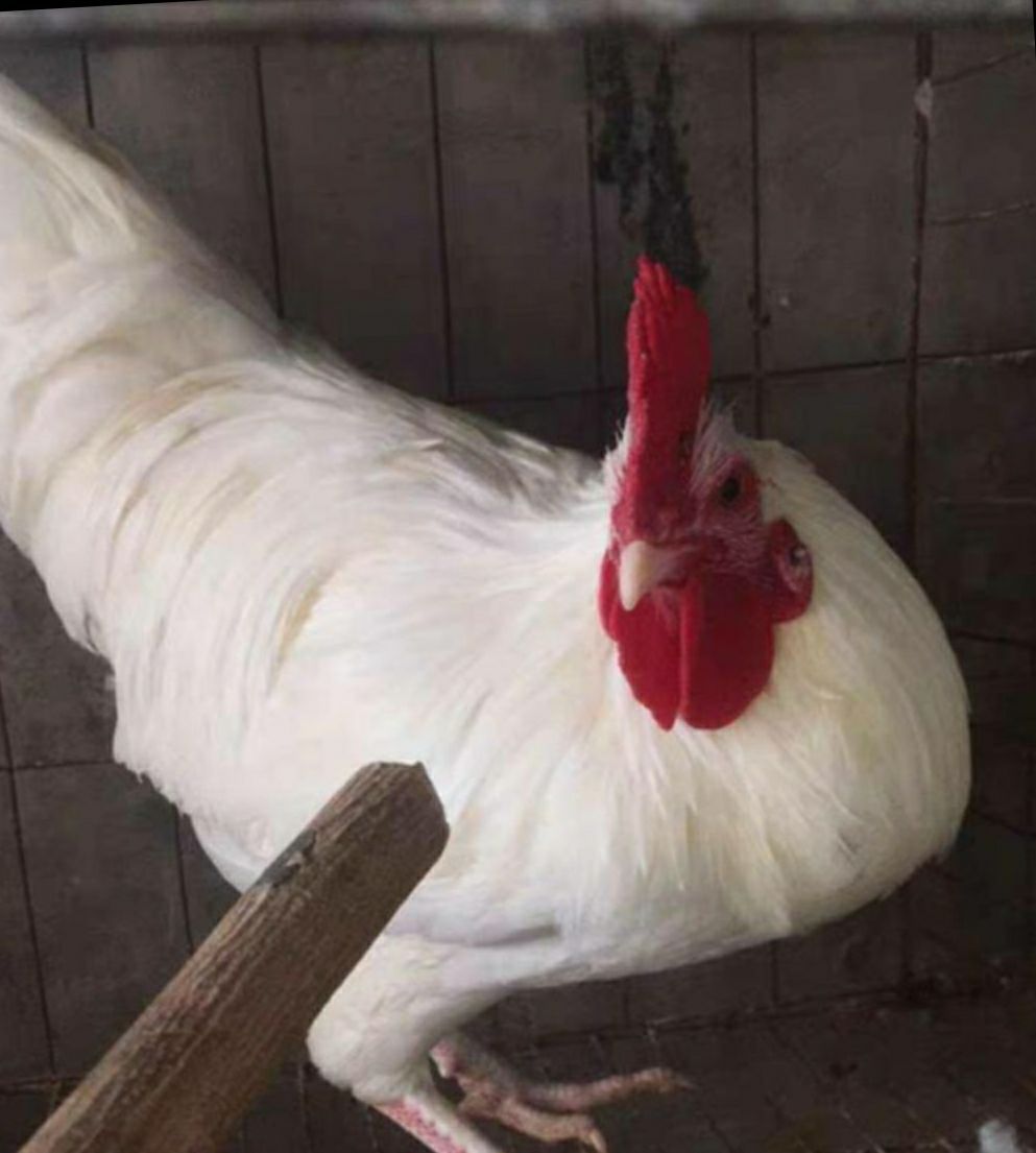  快大型肉鸡苗45天4斤，快大817鸡苗白羽苗肯德基专用炸