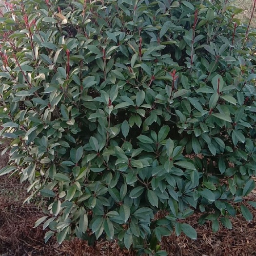 周至县 石楠球350