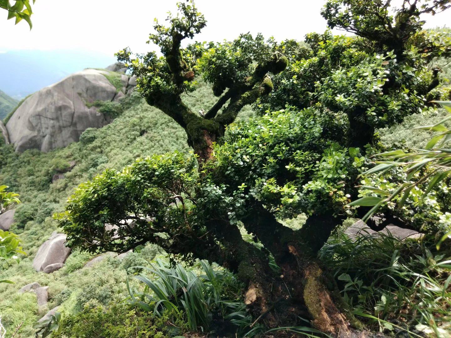 广西壮族自治区桂林市阳朔县 精品黄杨盆景桩