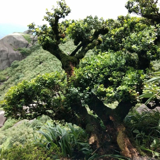 阳朔县 精品黄杨盆景桩