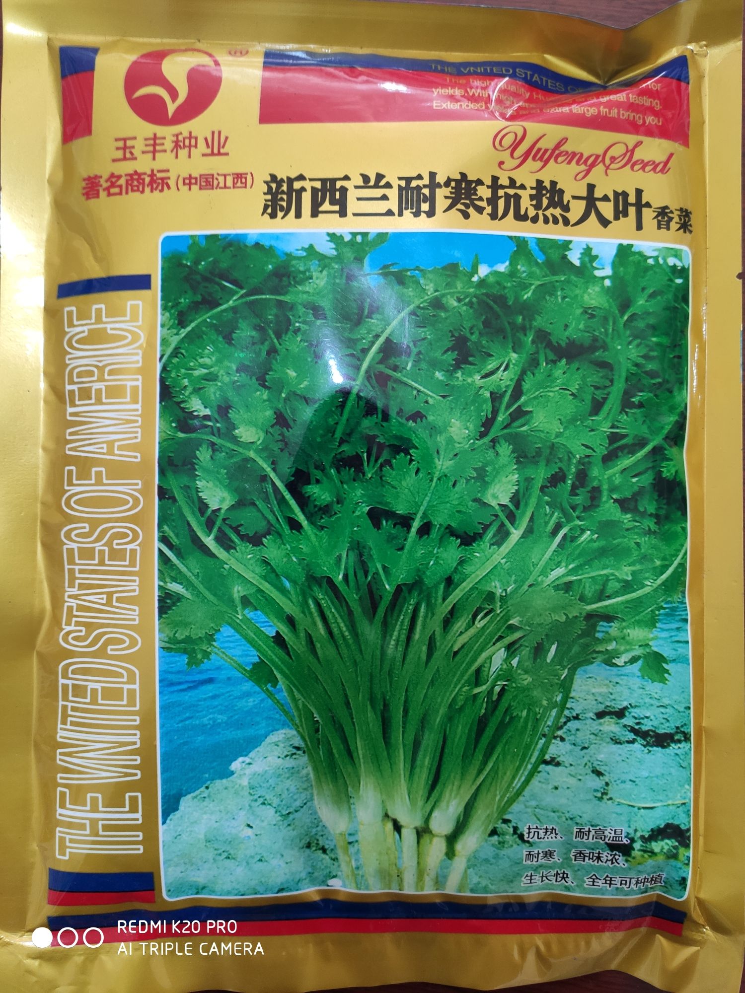武汉香菜种子 新西兰耐寒抗热大叶香菜