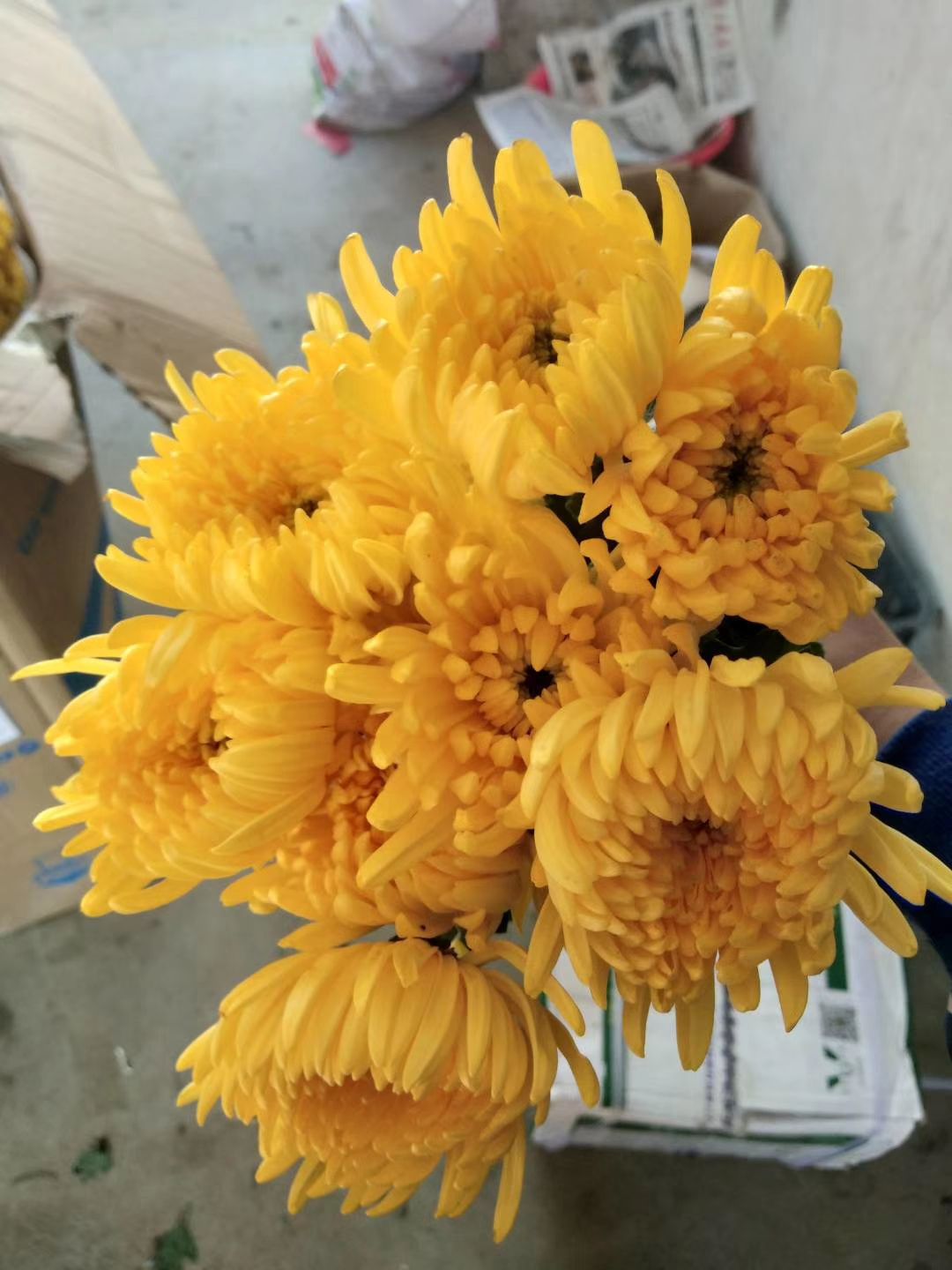  基地菊花批发