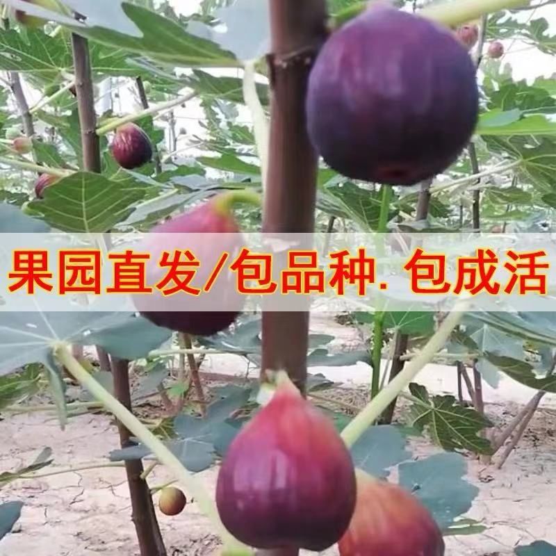 日本紫果无花果苗 紫果无花果苗