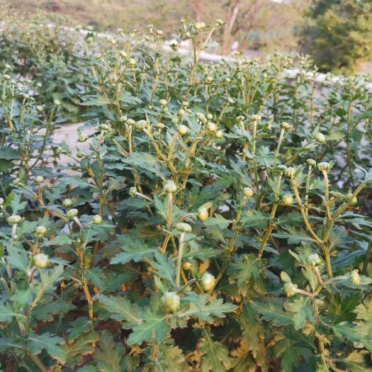 贵阳 金丝皇菊苗、经过培育、驯化、筛选，花大厚实抗性好病虫少