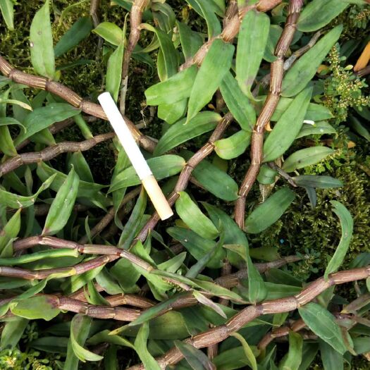芒市 铁皮石斛鲜条