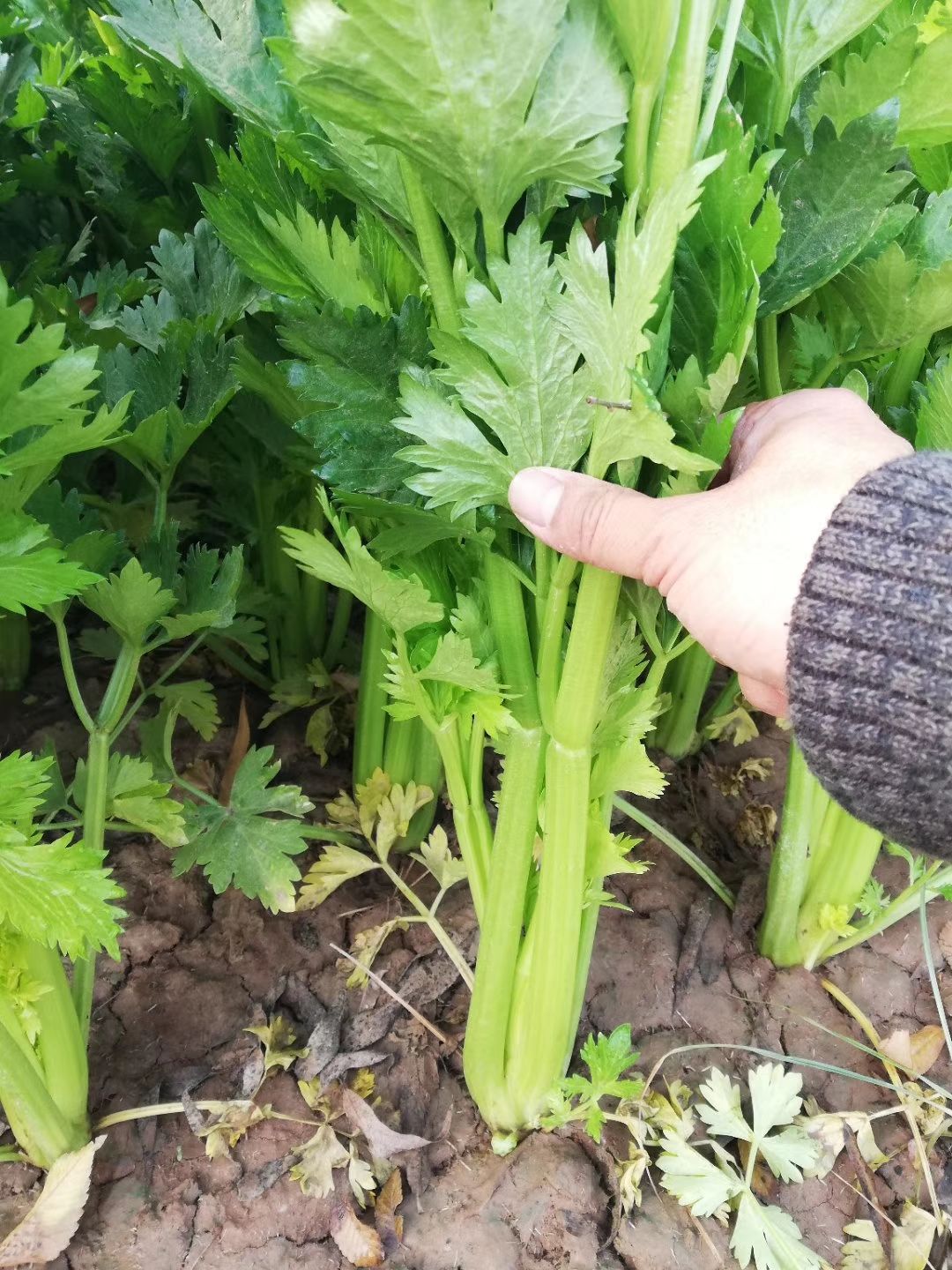  凯撒西芹种子芹菜种子批发大面积种子