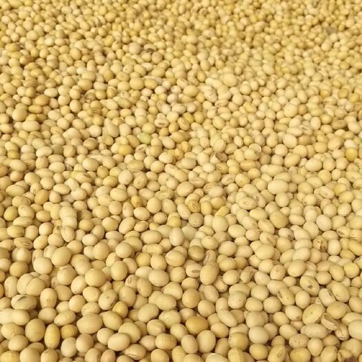 鄢陵县黄大豆 精品河南黄豆