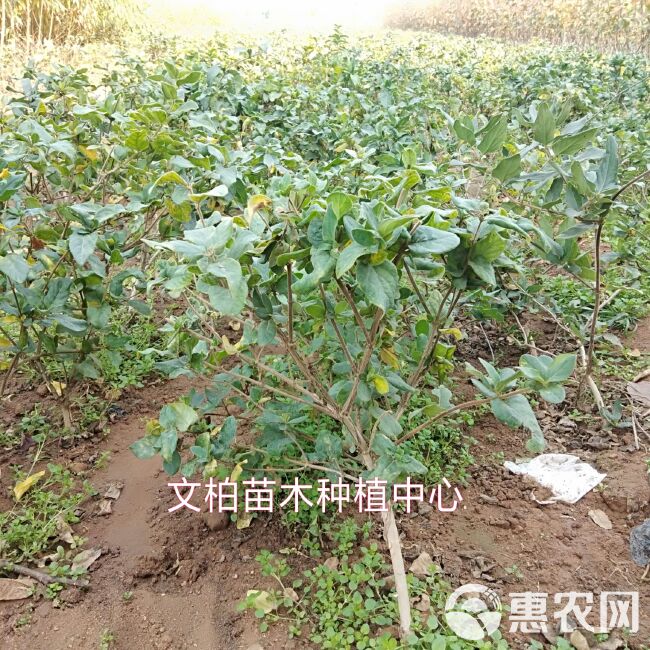 四季金银花苗  金银花苗 四季金银花 黄白金银花 树型易管理易采收产量高