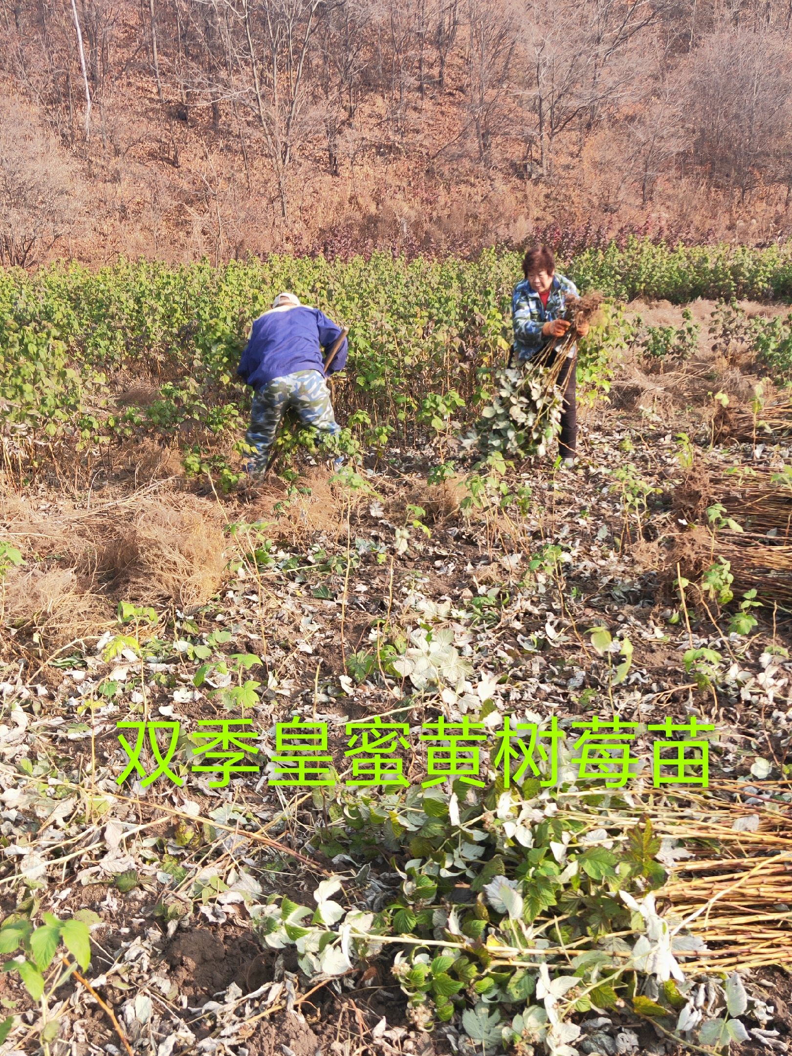 黄树莓苗  批发各种树莓苗，灯笼果苗，黑树莓苗，钙果苗，蓝靛