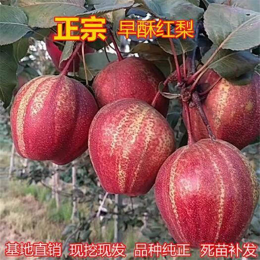 平邑县 嫁接早酥红梨树苗 早酥红梨树苗 当年结果