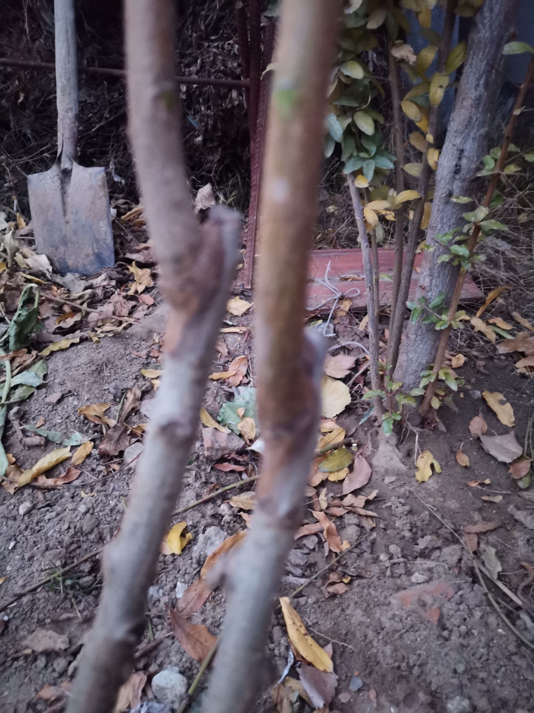 锦绣黄桃苗 锦绣大黄桃果树苗，全国包邮保证质量，免费种植技术