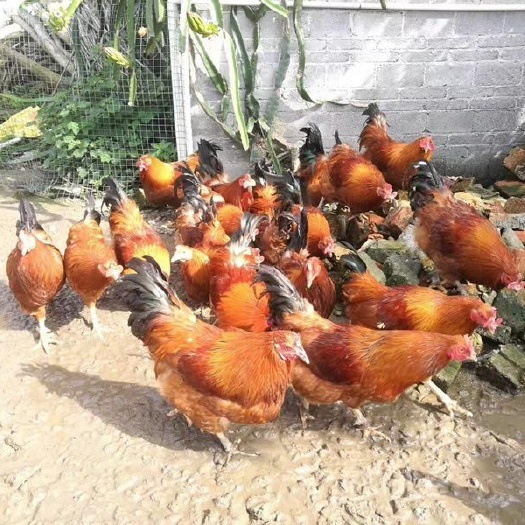 昆明 文昌鸡苗，【孵化场直发】，包活到家，疫苗包打，成活率高