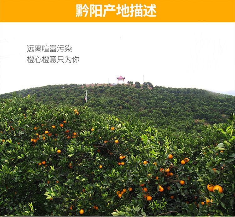  湖南黔阳冰糖橙，超纯甜、多汁、果肉鲜嫩、新鲜采摘，产地直发