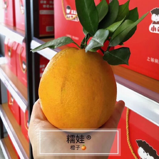 重庆市奉节脐橙 开州糯娃脐橙