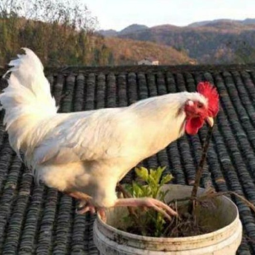 南宁 快大型肉鸡苗45天4斤，快大817鸡苗白羽苗肯德基专用炸