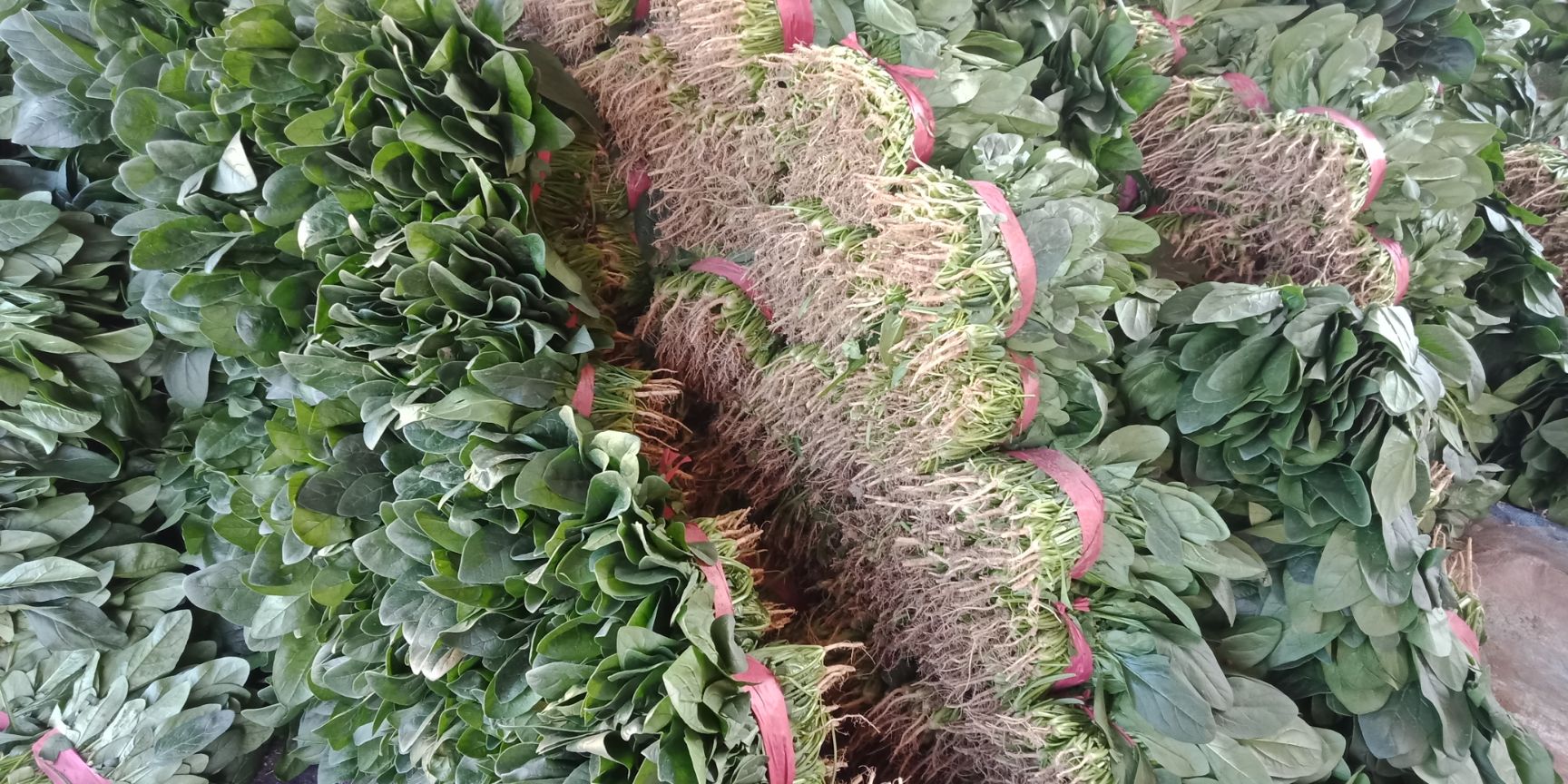 万亩园区大棚种植高端菠菜，叶子发绿油量。适应走市场超市。