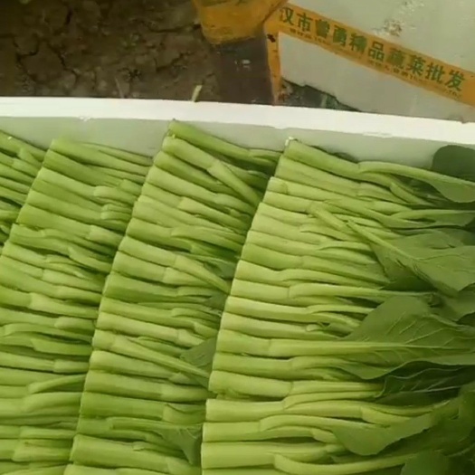 武汉 广东菜心