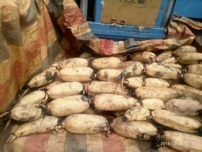 湖北新鲜粉藕炖汤煲汤粉糯基地直供