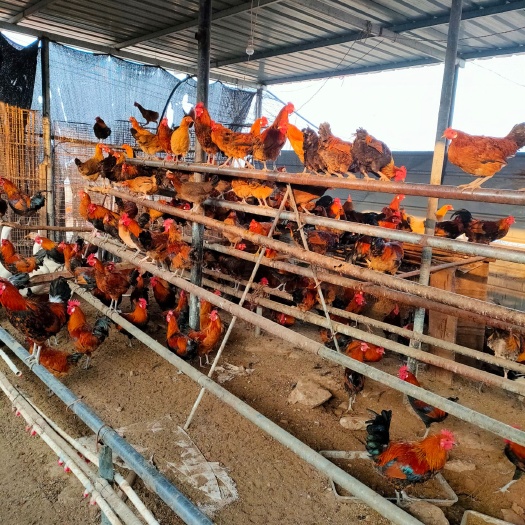 唐县 鸡苗，红公鸡苗