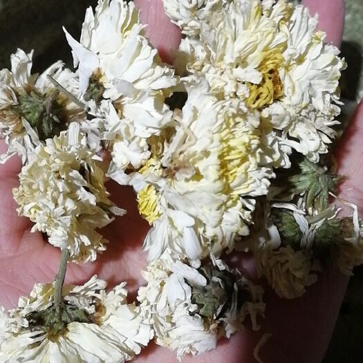 亳州 菊花  药用  泡水亳菊纯无硫干货