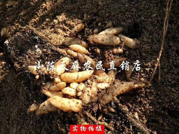 宜昌乌红杂交天麻  天麻种子  天麻