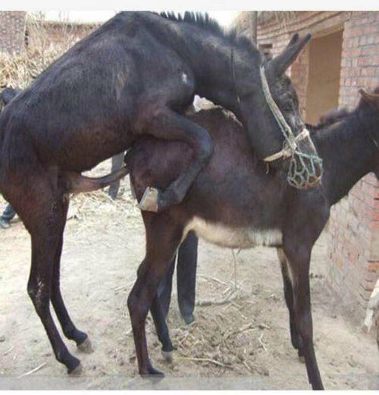  驴腰子，滋补身体，滋阴壮羊