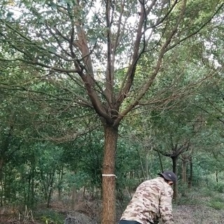 咸宁1-60公分原生香樟树苗截杆苗工程苗