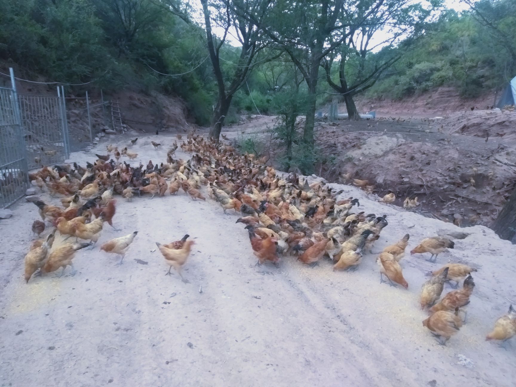 荒地 荒山林地3000/5000亩