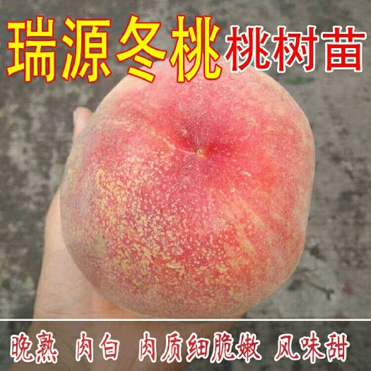 平邑县冬桃苗 瑞源三号，中华二号，未来一号优质冬桃嫁接苗