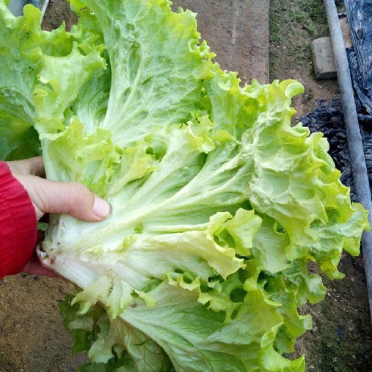 本地大棚生菜大量上市了