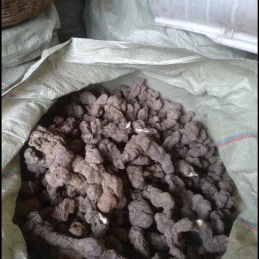 山阳县猪苓 繁殖，量大从优