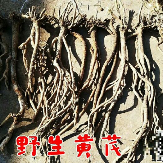 岷县黄芪