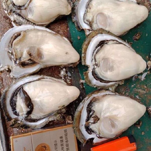 湛江海蛰 正宗湛江生蚝批发
