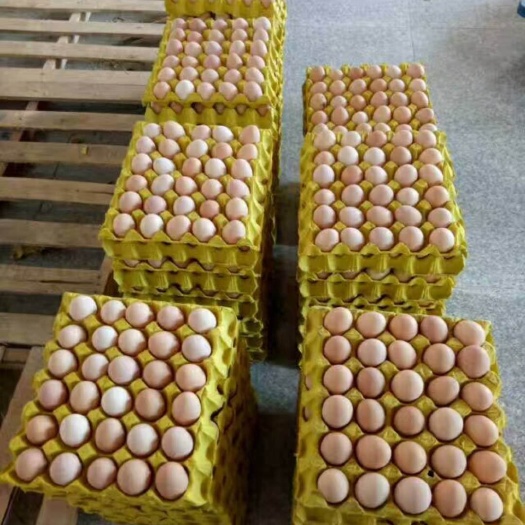 上海 常年出售安徽精品双色土鸡蛋，