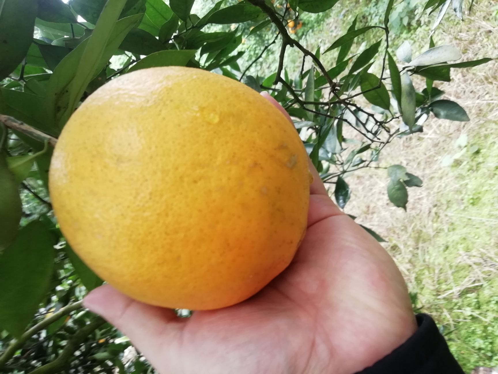 宜章脐橙 宜宾脐橙