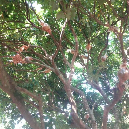 平南县桂味荔枝苗 四季提供优质荔枝(高压苗)，桂味，勒荔，妃子笑，糯米糍，黑叶