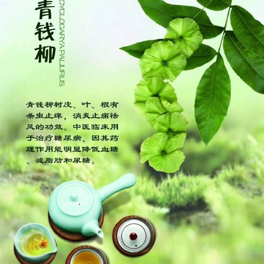 台江县甜茶 青钱柳（代用茶）