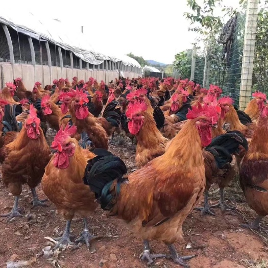 广州青脚麻鸡苗 快大青脚麻