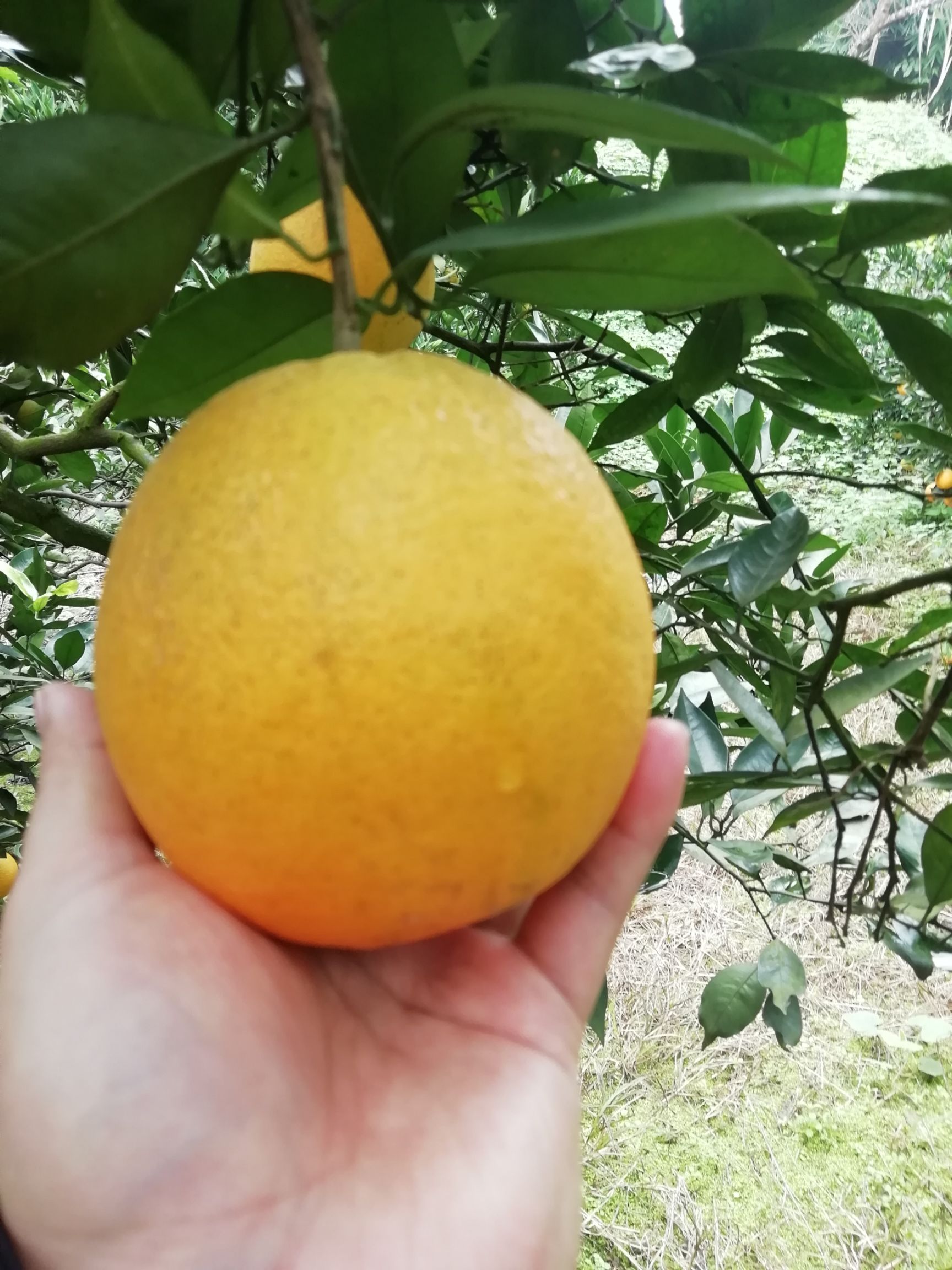 宜章脐橙 宜宾脐橙