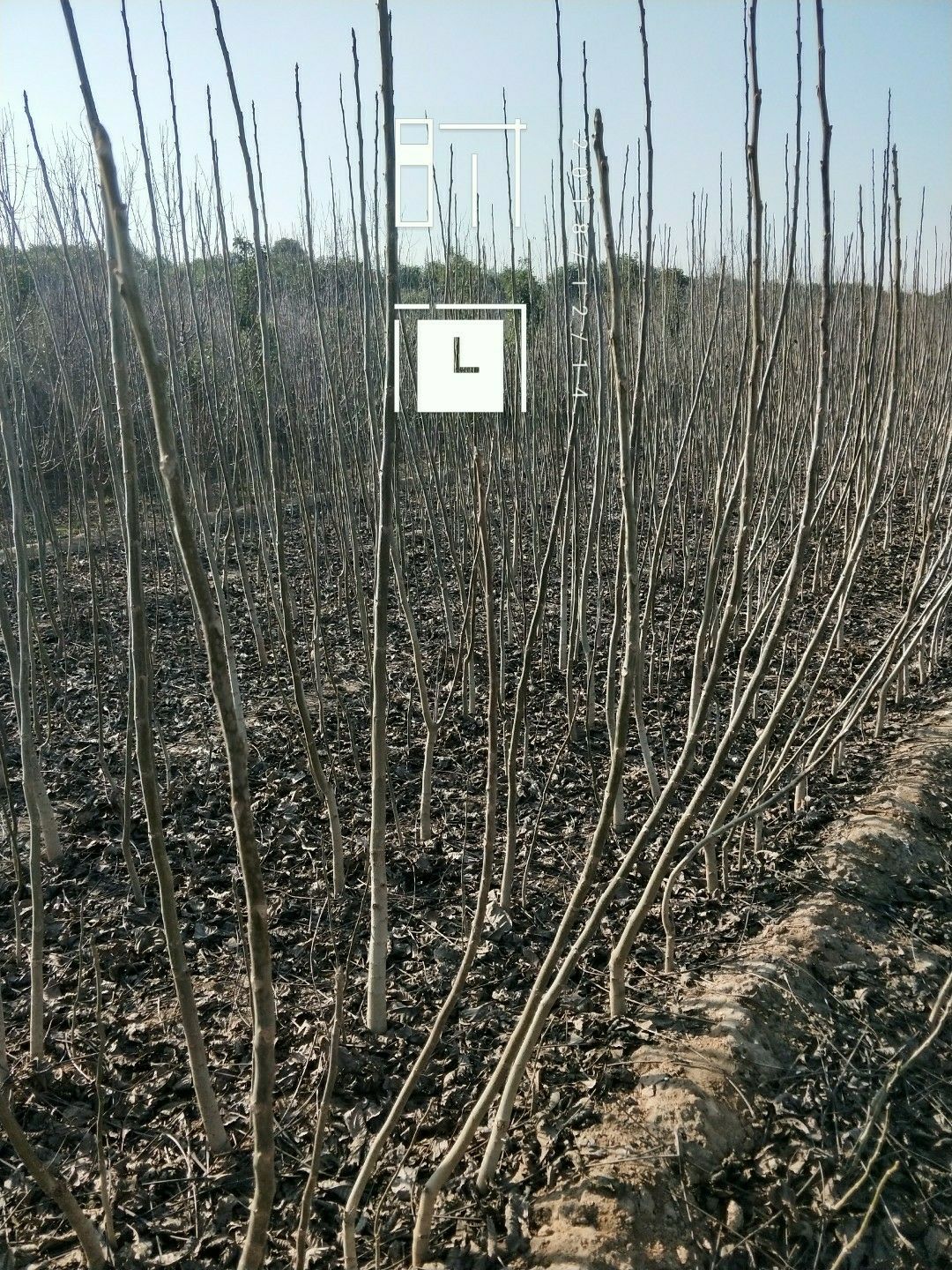 清香核桃苗 大量批发清香核桃树苗，核桃实生苗！