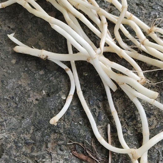 凤凰县鱼腥草根 一年四季有货