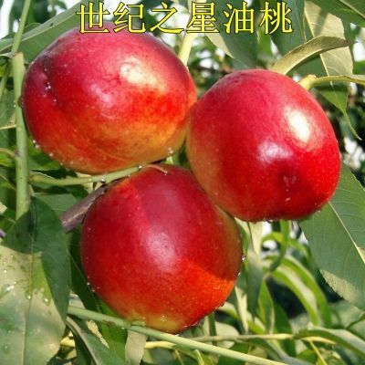 平邑县 油桃树苗 世纪之星一号二号 果面鲜红果肉金黄 肉质细脆清香